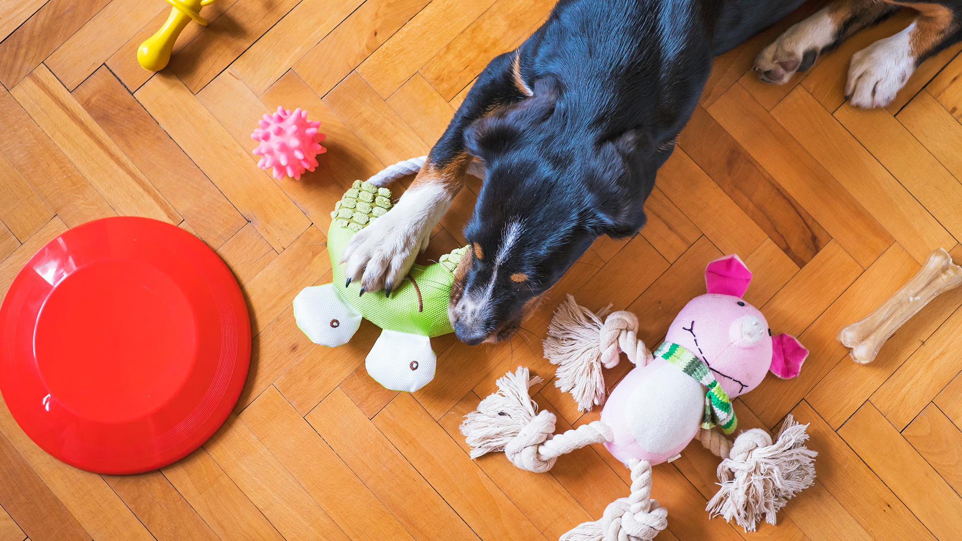 For Your Pet Find The Best Pet Products