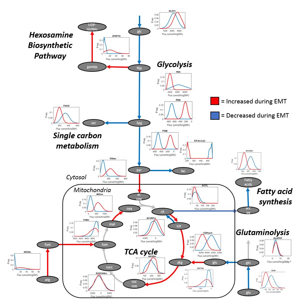 Human Molecular Metabolism Center for Systems Biology