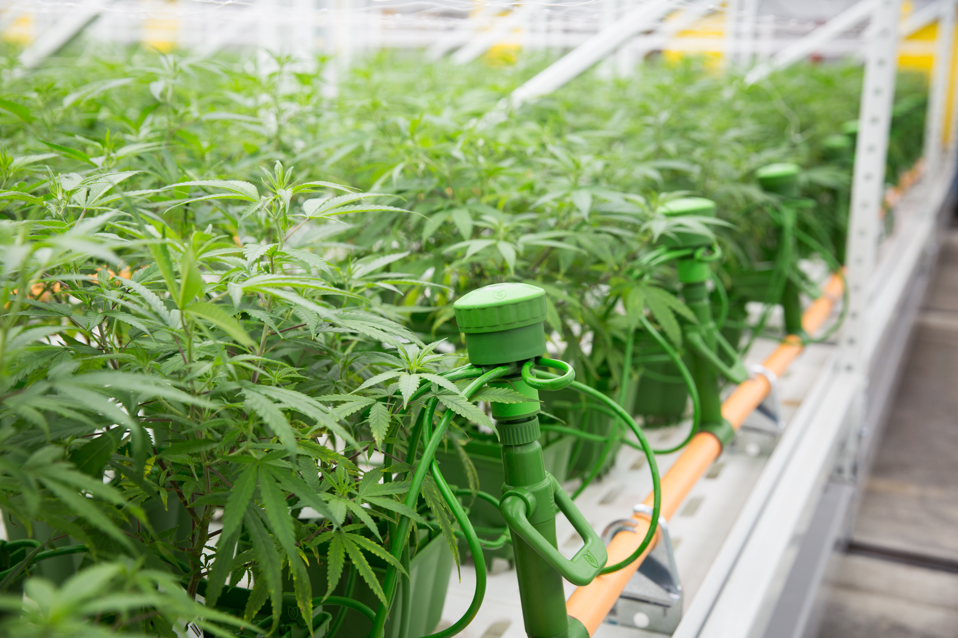 Vertical Grow Systems Indoor Farming / Cannabis Systems & Space