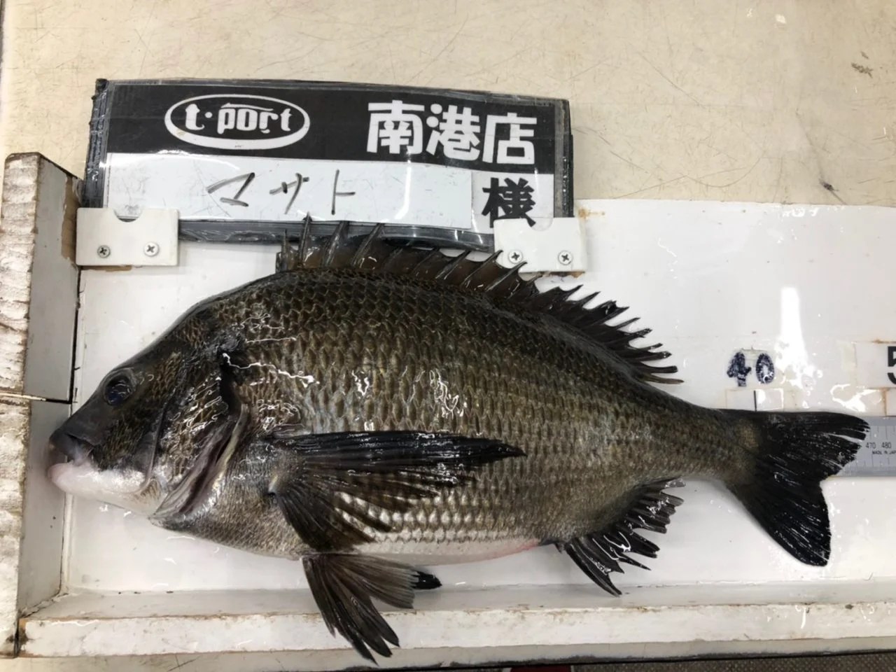 南港大橋にてフカセ釣りで良型チヌ！ フィッシングショップTポート｜大阪 南港・貝塚にある釣具店