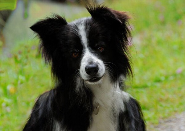 Portrait of an Anthro morphic Border Collie by Boomer_The