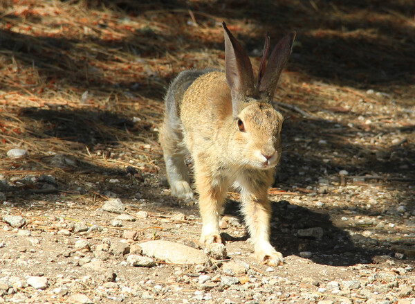 Killer Rabbit of Caerbannog by rabbitfangs Fur Affinity