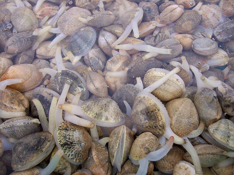 Online Earth History Curriculum Chapter 5 Bivalves