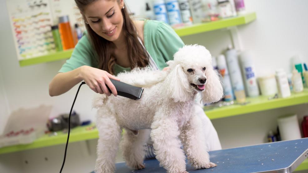 What to Look for in a Dog Grooming Kit Times Square Chronicles