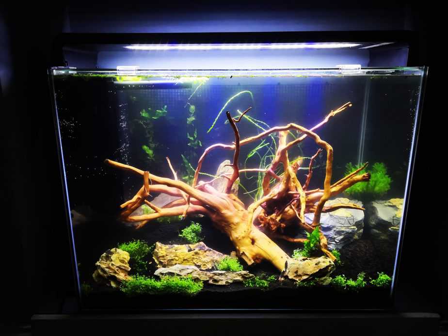 11 Types of the Best Driftwood for Your Aquarium (Pictures)