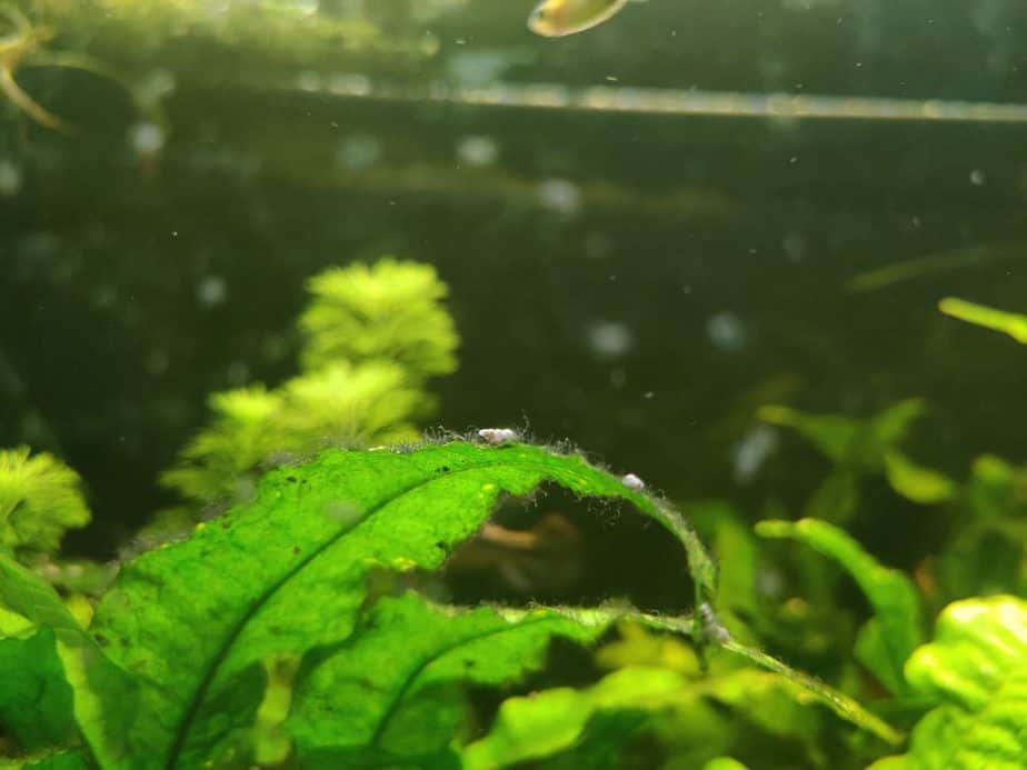 Why Do Aquarium Plants Look Dusty and How To Fix This