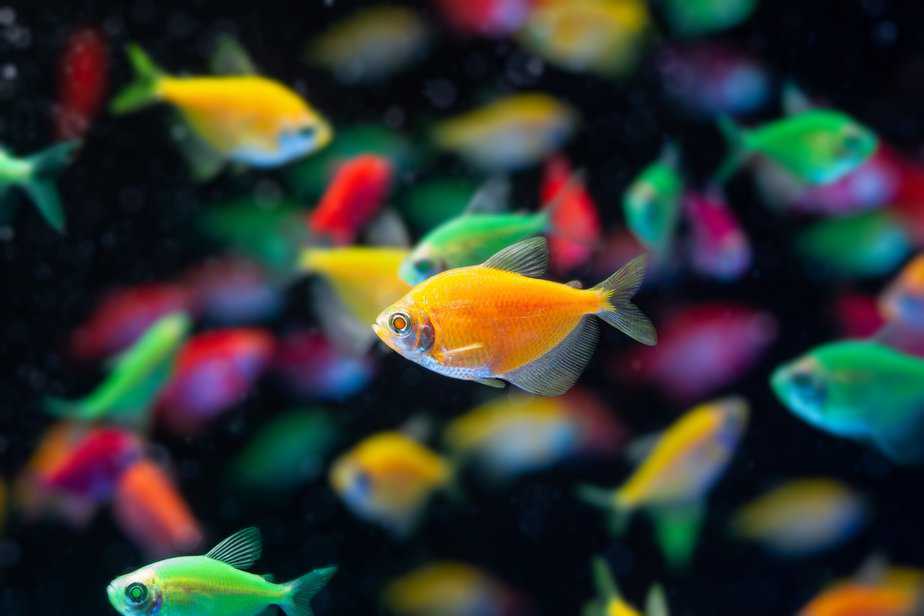 Do Glofish Need Light at Night or Do You Turn It Off?