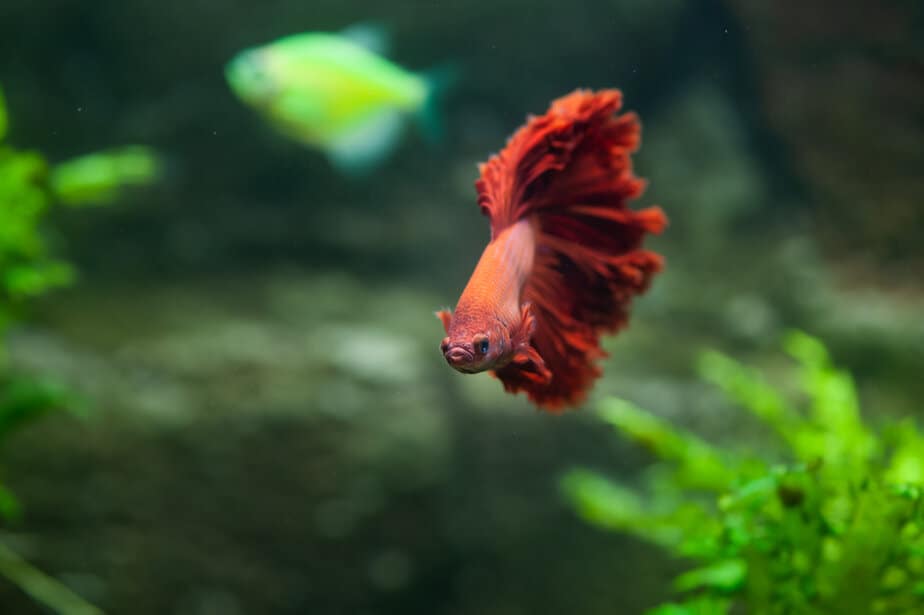Betta Fish Complete Care Guide (Diet, Tank & More)