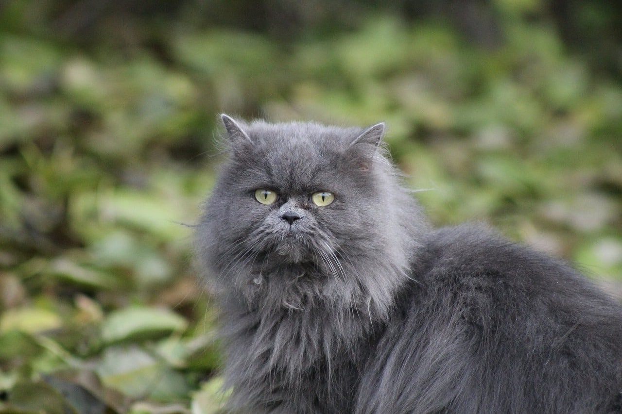 Do Persian Cats Shed Everything You Need To Know