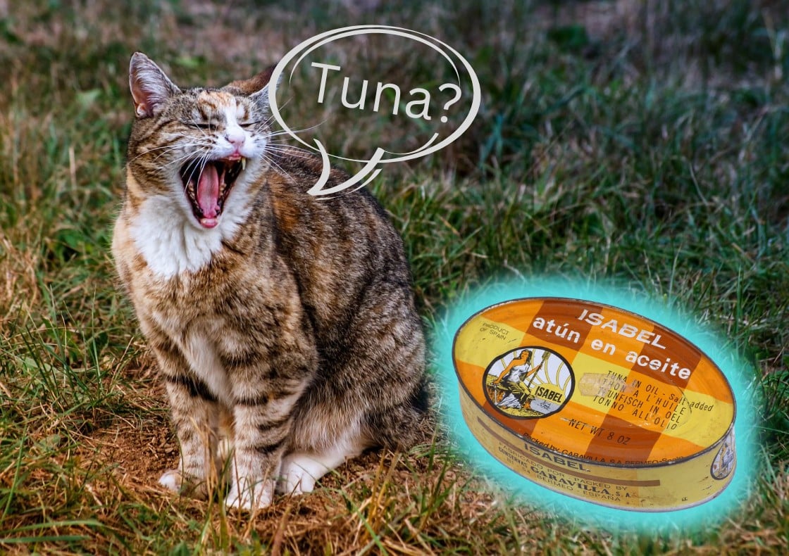 Can Cats Eat Tuna? Pros and Cons