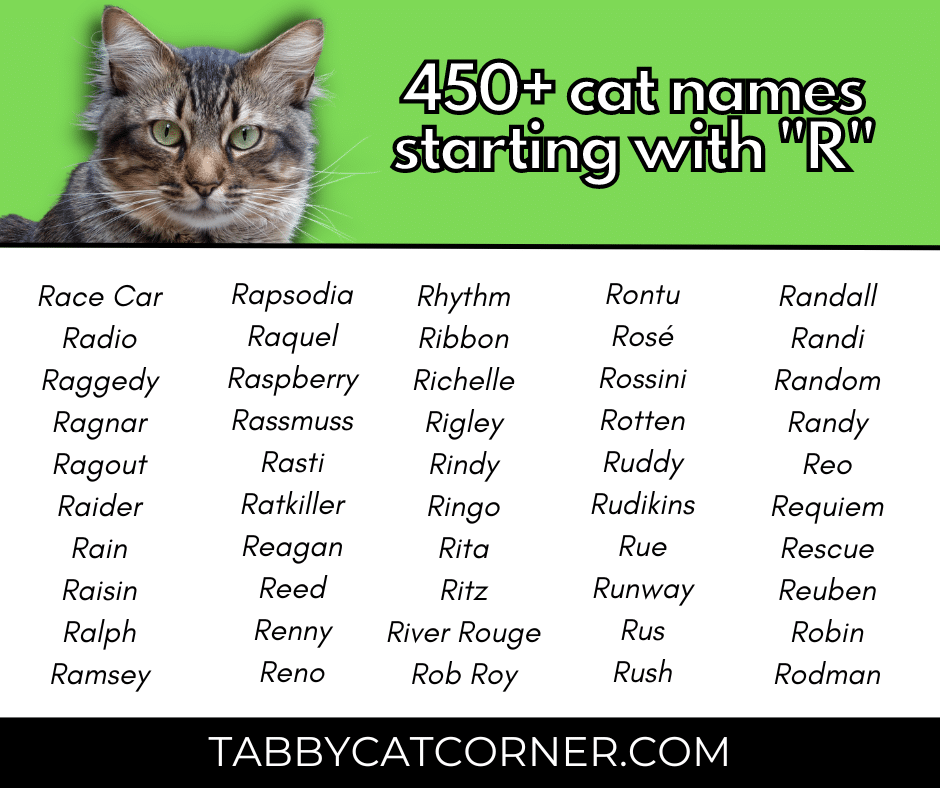 454 Best Cat Names Starting With R in 2023 Tabbycatcorner