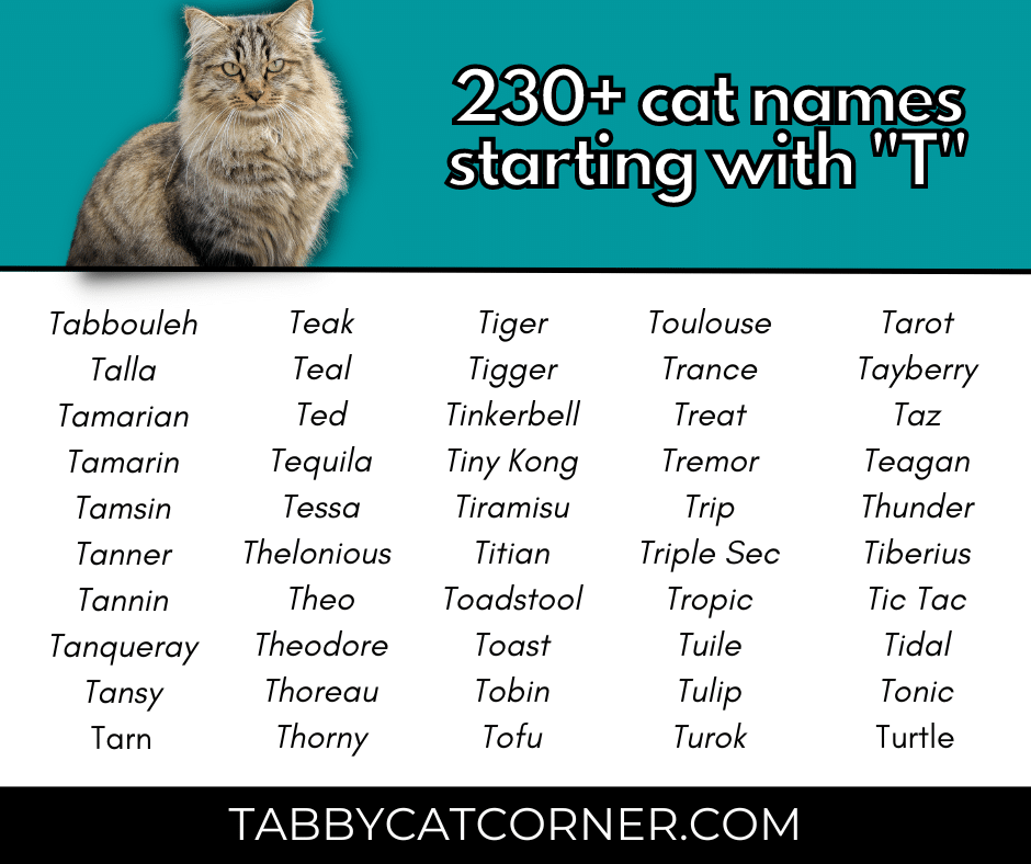 236 Best Cat Names Starting With T in 2023 Tabbycatcorner