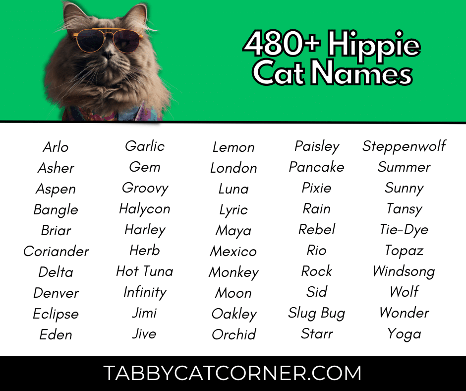 483 Best Hippie Cat Names in 2024