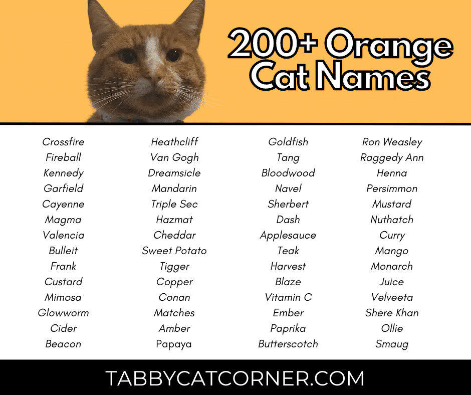 200+ Best Catchy Orange Cat Names in 2024