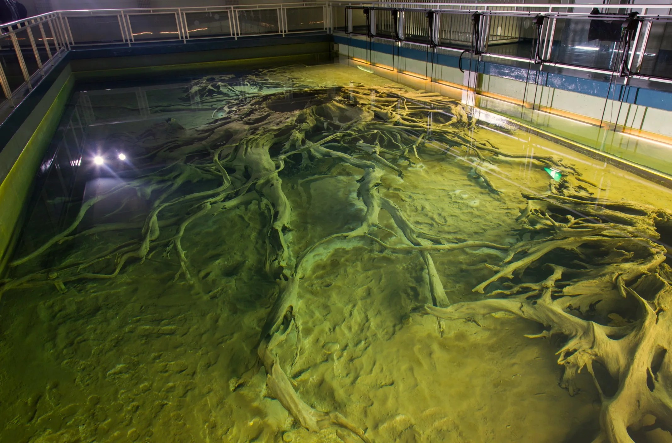 魚津埋没林博物館