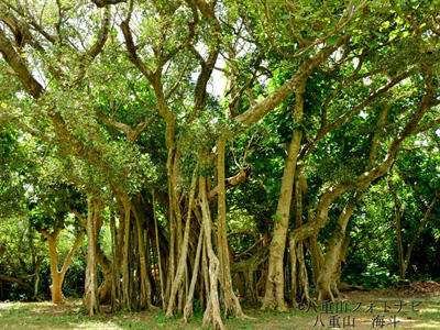 ガジュマルの木に集まる子供達。きっと精霊キジムナーが遊んでくれているのだろう。 | 沖縄 宮古島Style 精霊キジムナーが宿る？大きなガジュマルの木 | たびこふれ