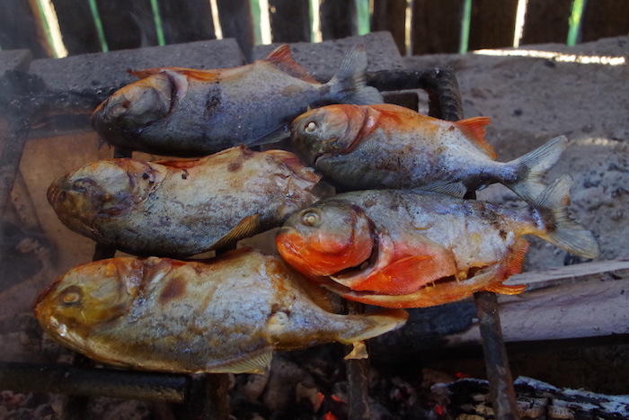 [10000ダウンロード済み√] アマゾン川 魚 種類 164797アマゾン川 魚 種類