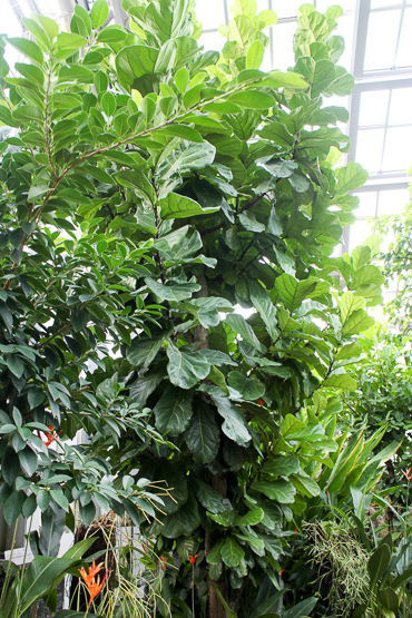 観葉植物カシワバゴムノキの育て方。最も重要なポイントはコレだ