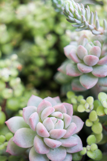 初めて多肉植物を購入する人におすすめできる育てやすく増やしやすい