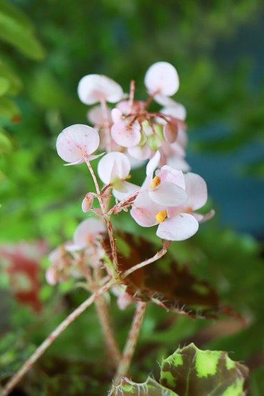 ベゴニア・タイガーの花