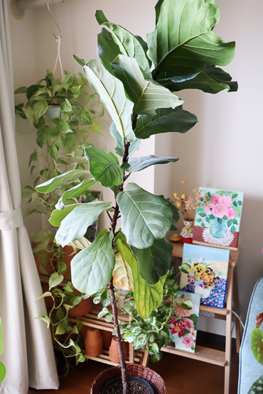 観葉植物カシワバゴムノキの育て方。最も重要なポイントはコレだ