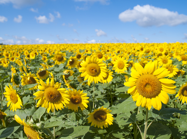 一度はいってみたい！花いっぱいのひまわり畑！東海地方のひまわり畑の名所8選 | Retrip[リトリップ] ひまわり畑観光の名所28選【日本国内】 | Tabippo.net