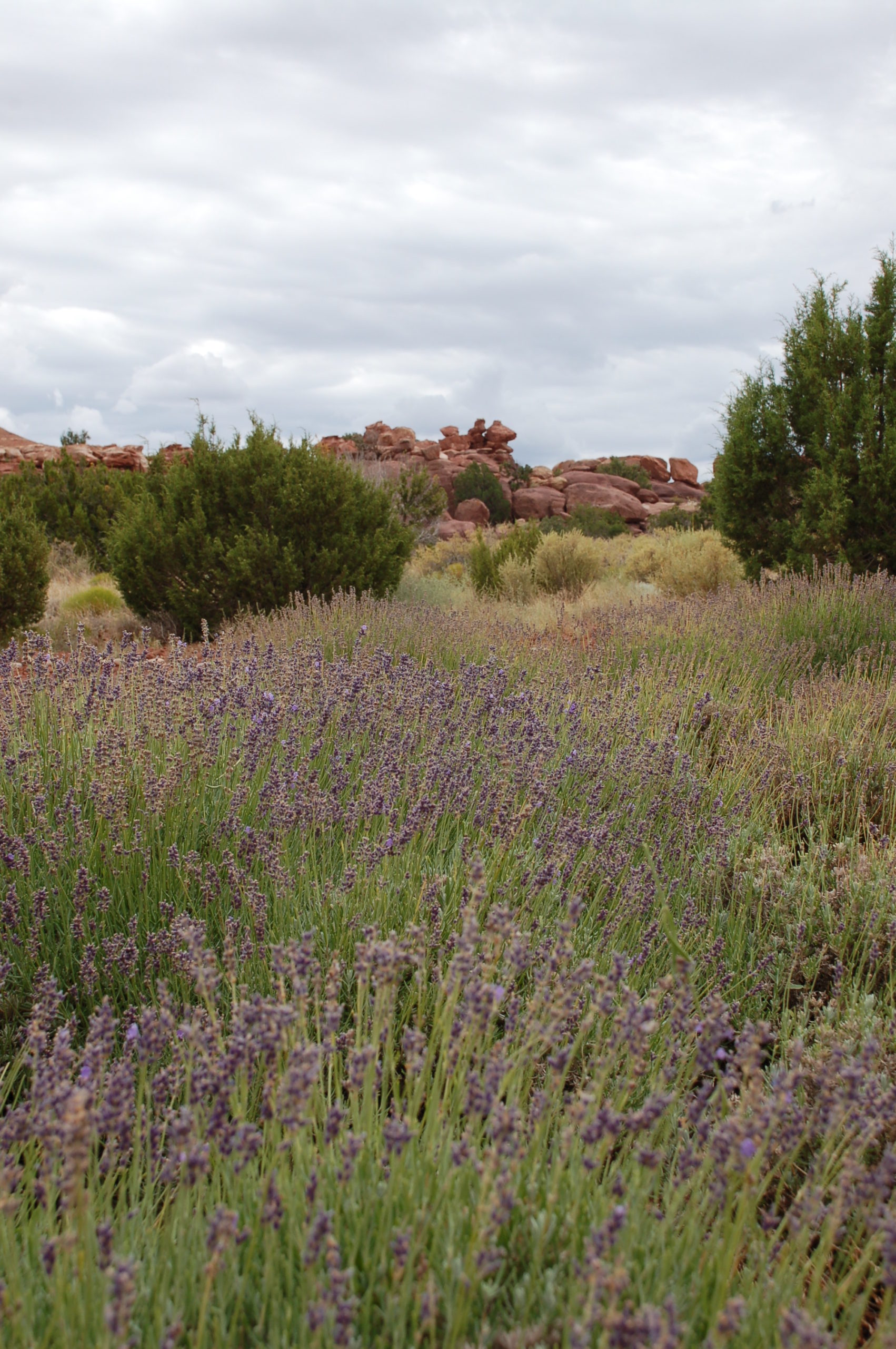 Red Rock Lavender Festival in Concho, Arizona Tabitha Dumas