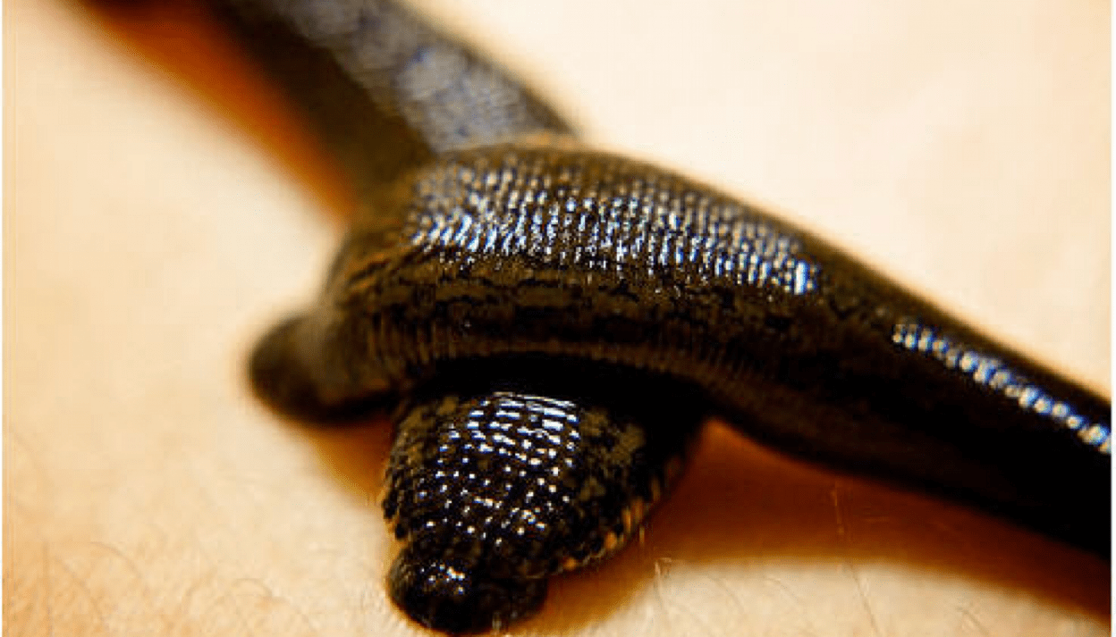 People Are Keeping Parasitic Leeches as Pets, And Letting Them Drink