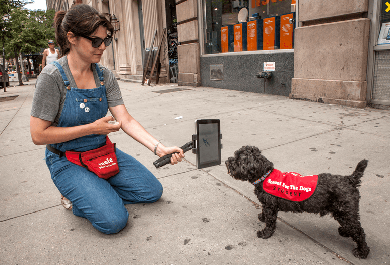 Dogs Taught to Use Tablets With Peanut Butter, Dummy Slates Tablet News