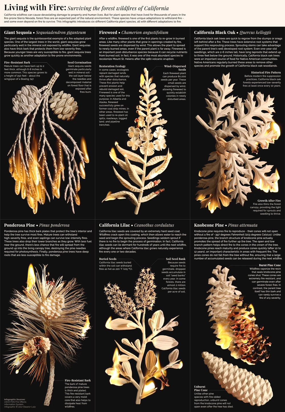 Living with fire Surviving the forest wildfires of California