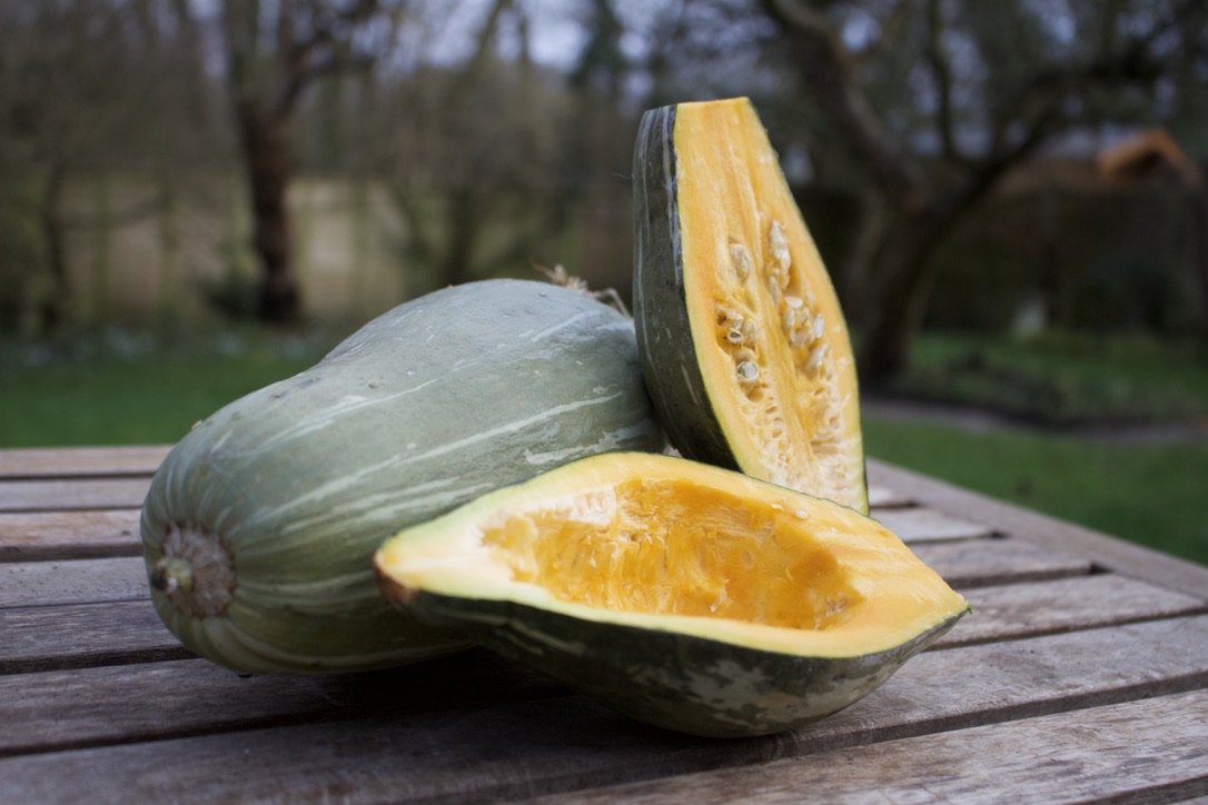 Squash Blue Banana Tabula Rasa