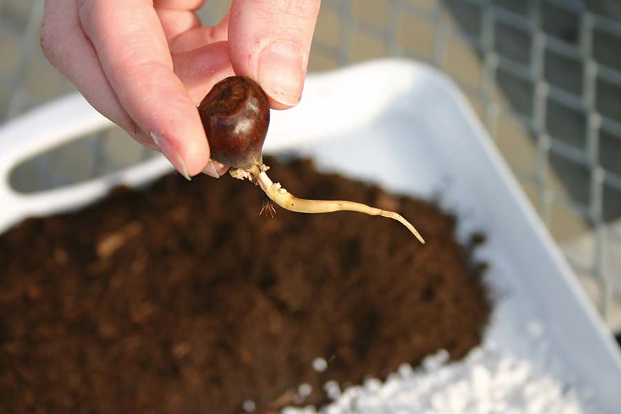 Growing Chestnuts The American Chestnut Foundation