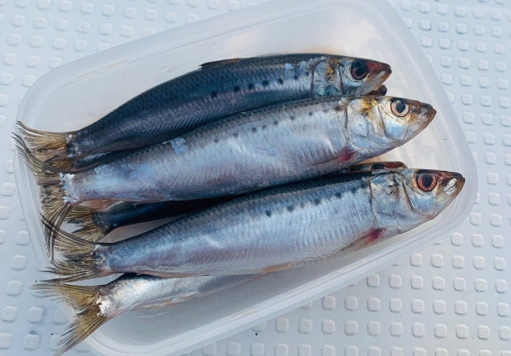 √100以上 太刀魚 テンヤ 餌 344362太刀魚 テンヤ 餌の 付け方