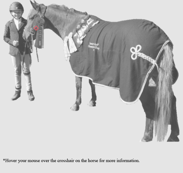 Tack In The Park For The Horse