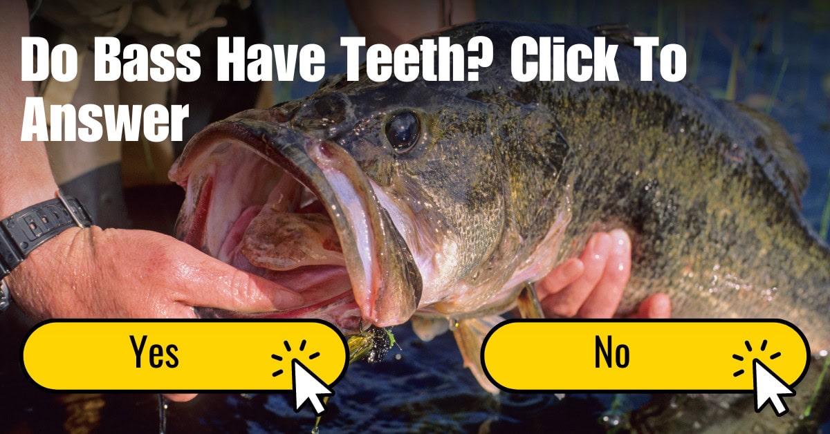 Do Bass Have Teeth? A Guide to Handling Largemouth, Smallmouth and
