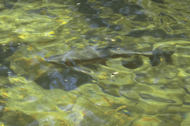 What Do Trout Eat? A Guide to Salmonid Feeding Habits