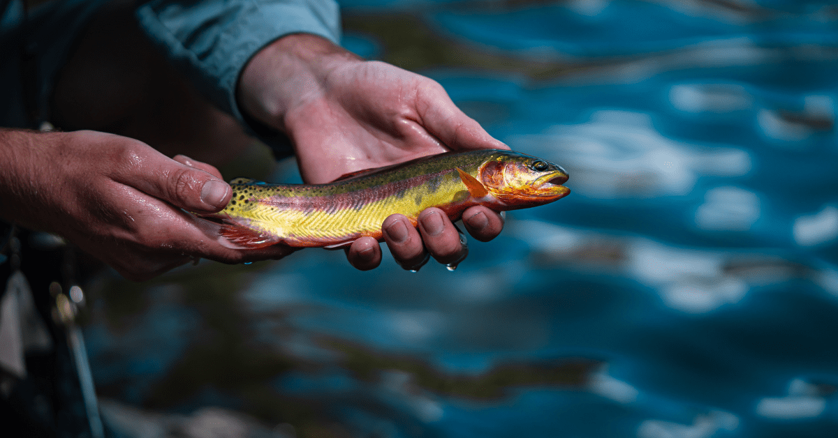 World Record Golden Trout An Amazing Size