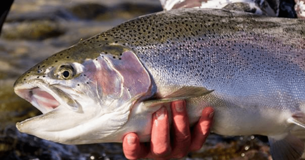 World Record Rainbow Trout The BIGGEST ever caught
