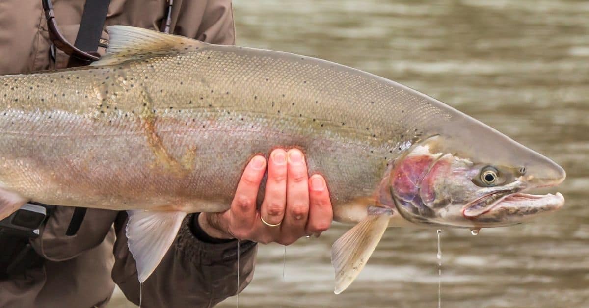 Steelhead vs Rainbow Trout Differences Explained