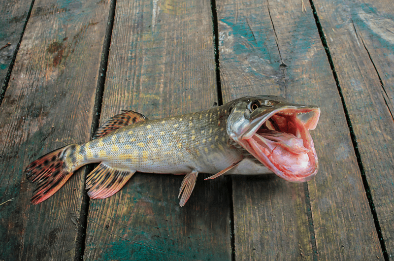 Do Fish Remember Being Caught? Tackle Village