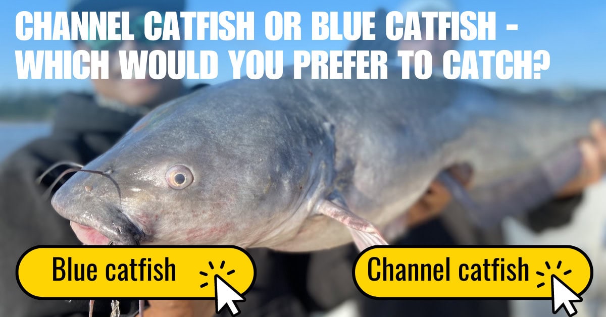 Blue Catfish vs Channel Catfish