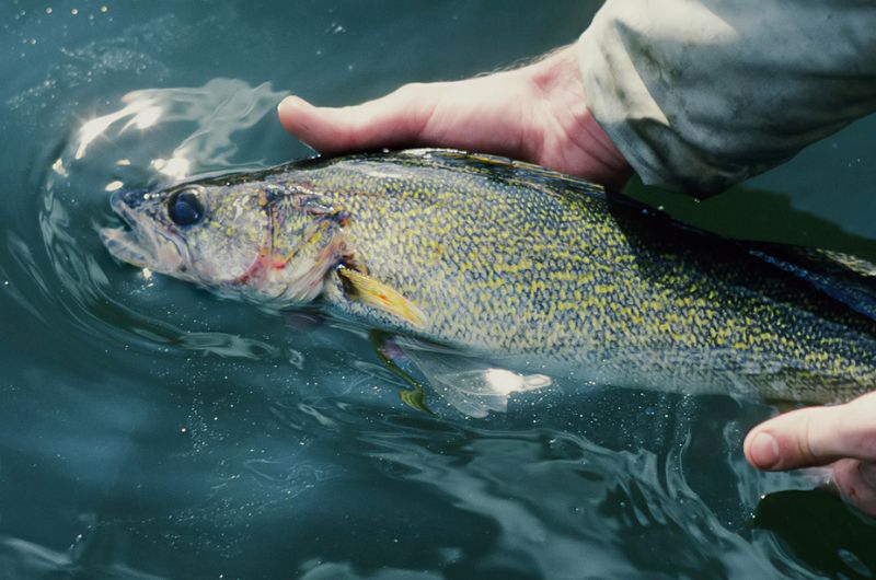 List Of Does Catch And Release Hurt Fish Article