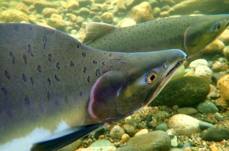Types of Salmon Info For Anglers On All Species