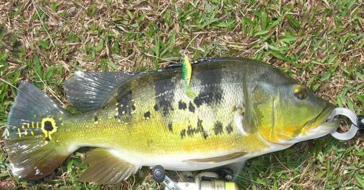 What Does it Mean to Foul Hook a Fish?