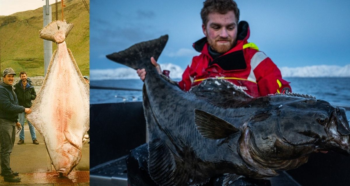 Current IGFA World Record Halibut 2024 Largest Ever (with pic)