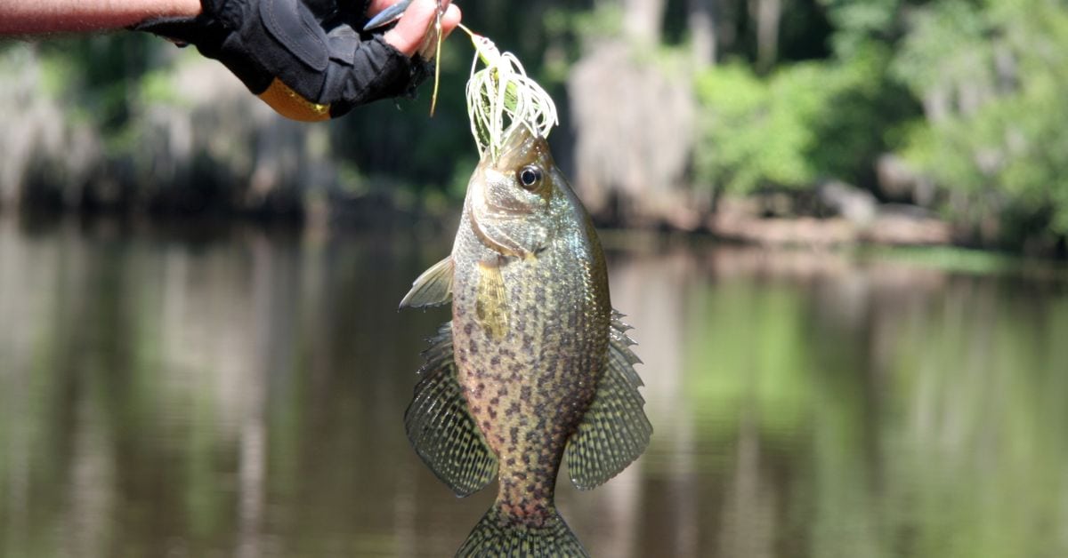 How to Catch Crappie Essential Tips for Slab Success