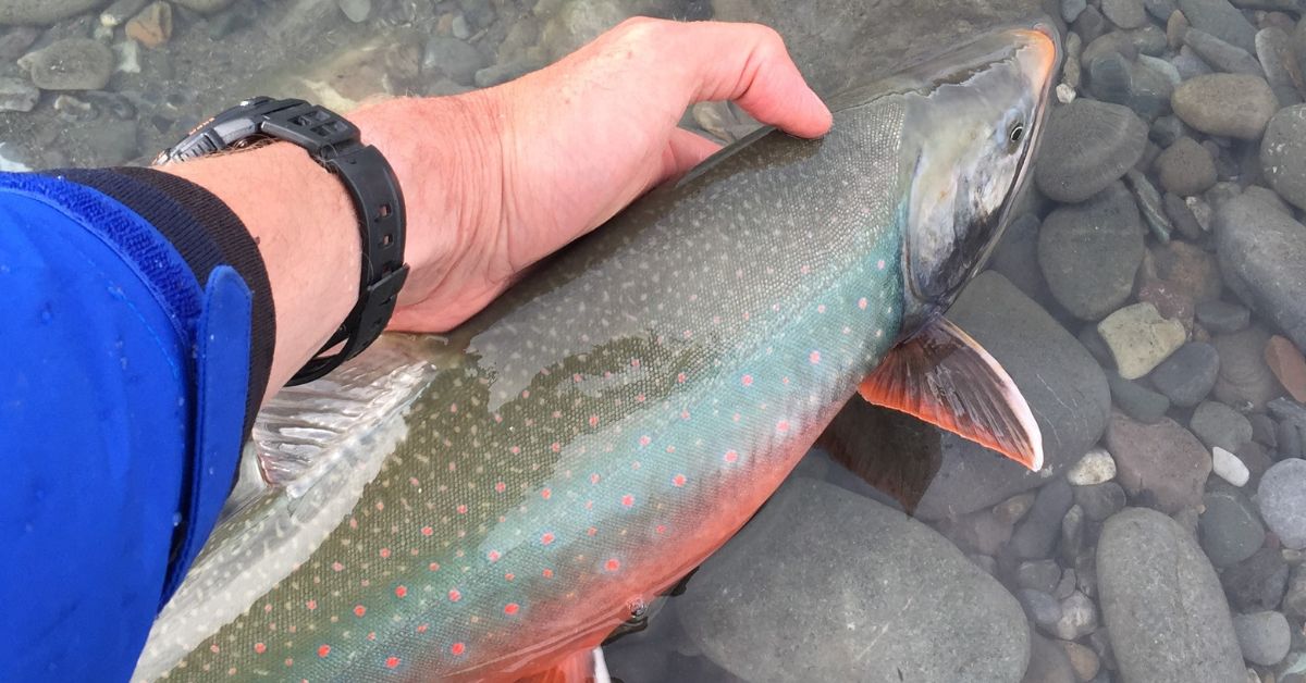 What is a Dolly Varden? How to Identify This Char Species