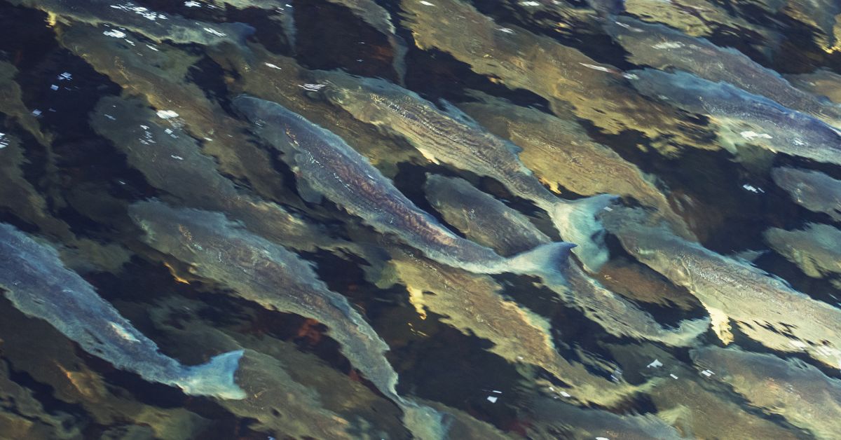 When do Striped Bass Spawn? Season and Locations