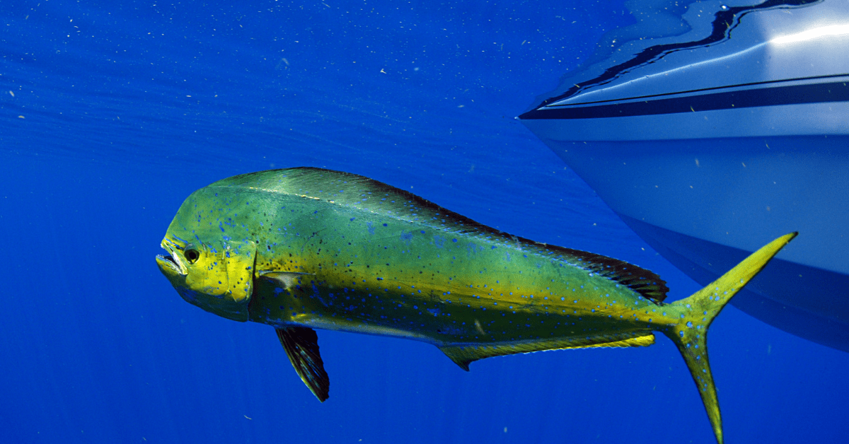 Dorado Fish Tips on How to Catch, Clean & Cook