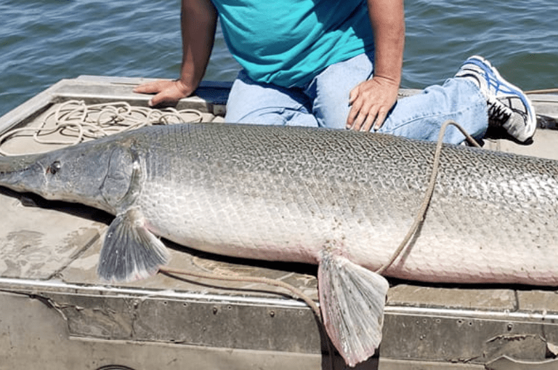 How to Catch Alligator Gar 7 Top Tips